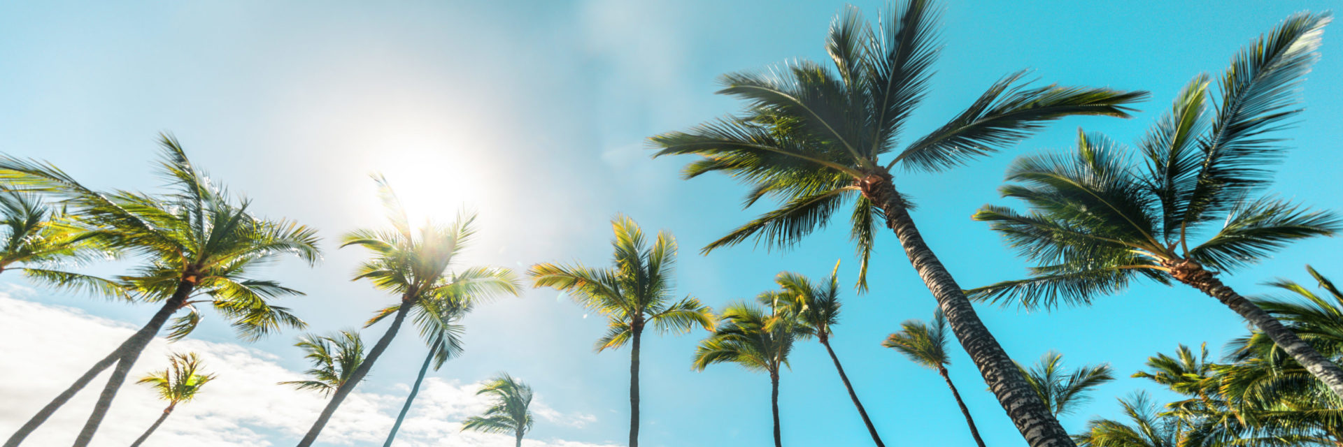 Palm trees against sunny blue sky